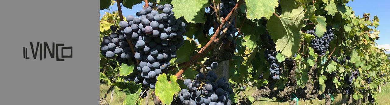 Il Vinco Winery