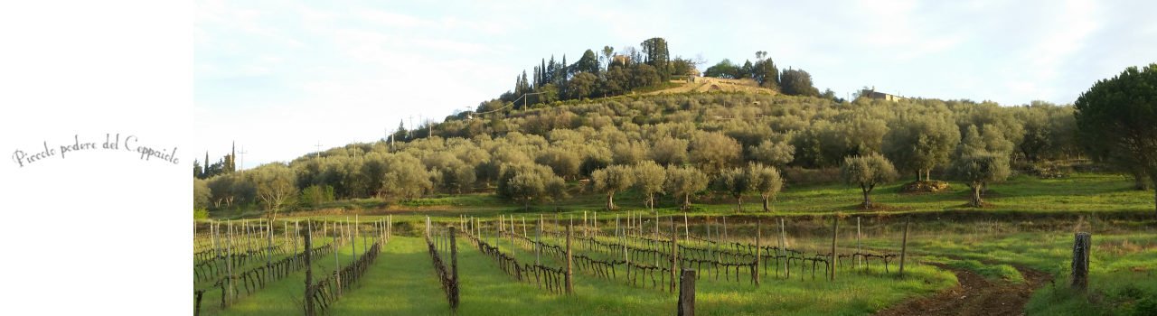 Cantina Piccolo Podere del Ceppaiolo