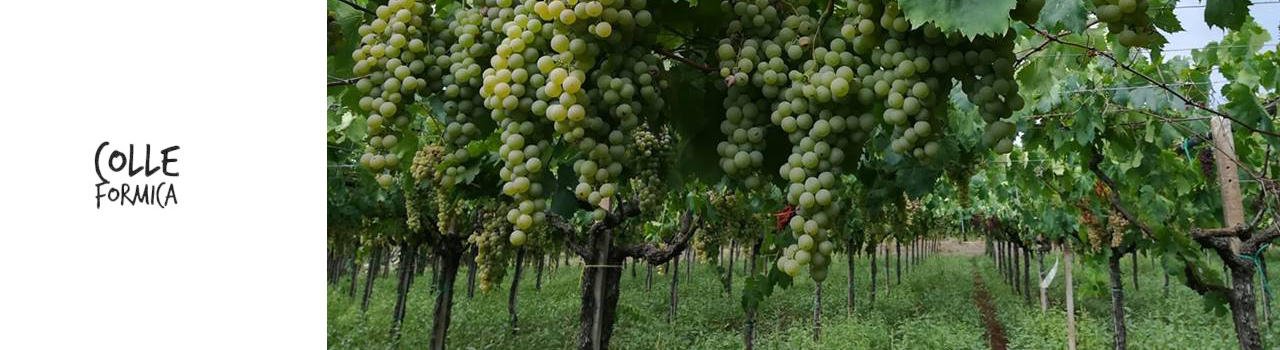 Colle Formica Winery