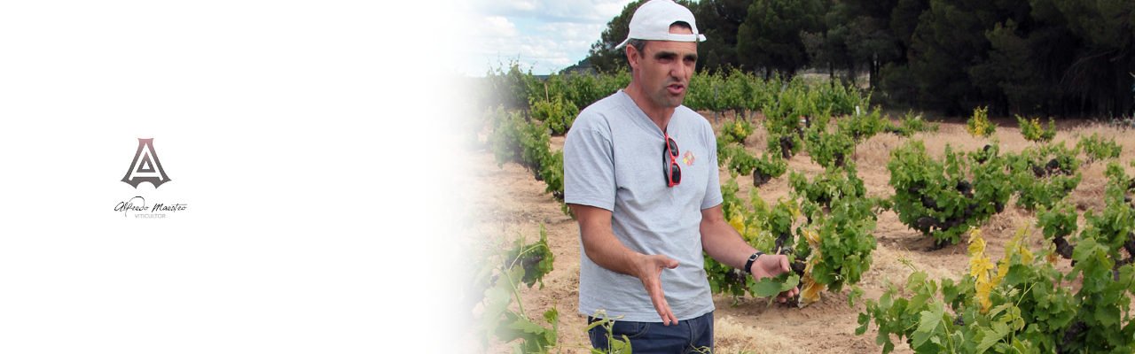 Alfredo Maestro Winery