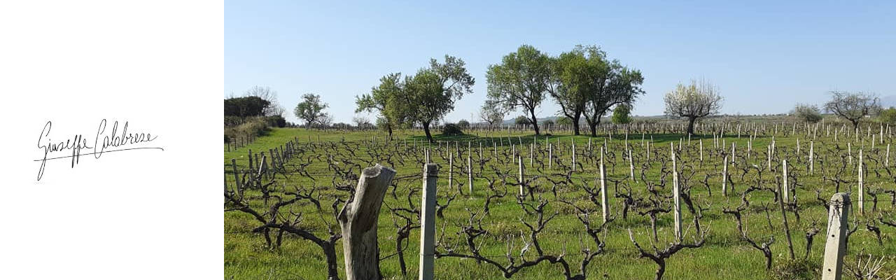Cantina Giuseppe Calabrese