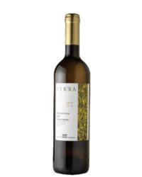 Mario Macciocca - Terra Bianco 2016
