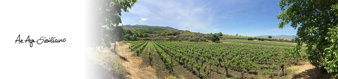 Cantina Rocco Siciliano