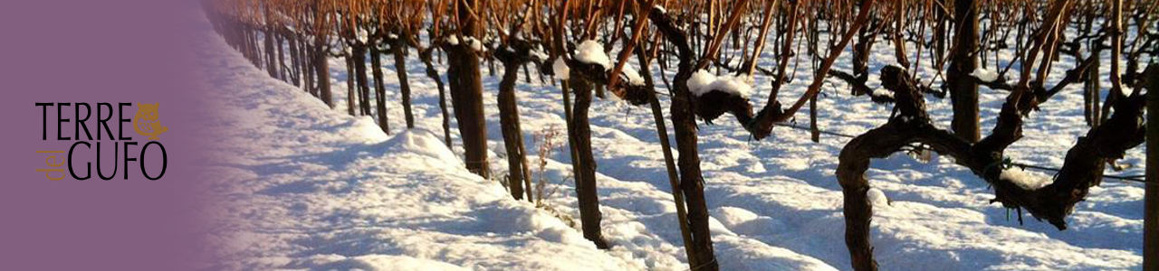 Terre del Gufo Winery
