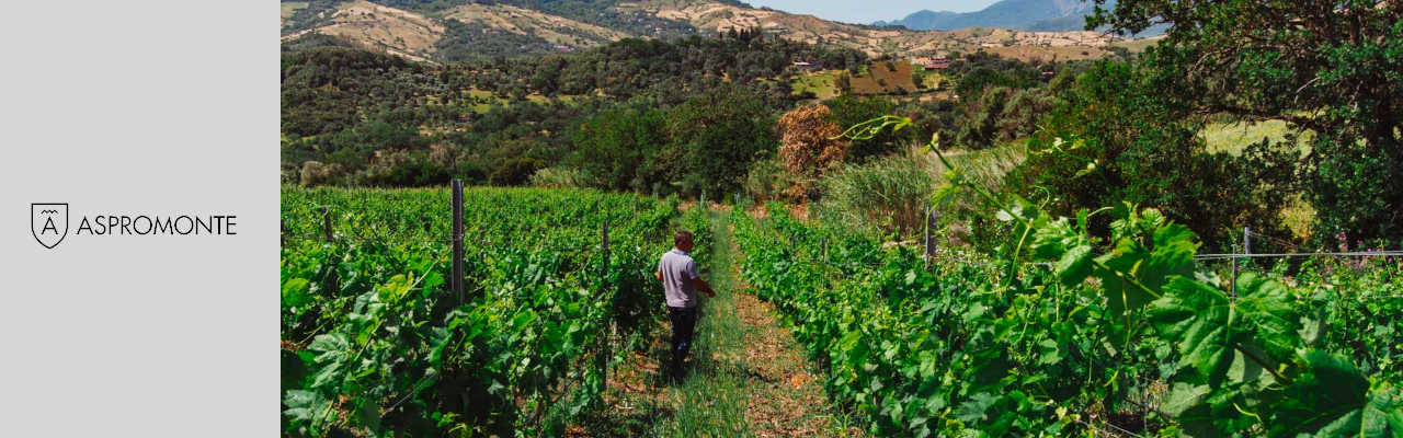 Cantina Aspromonte