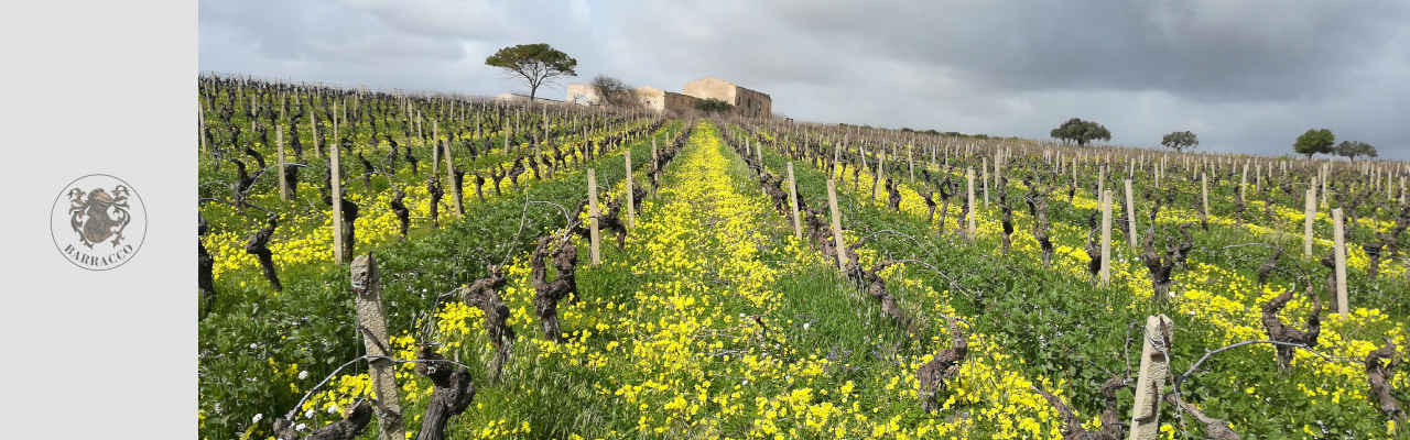 Cantina Barracco Francesca