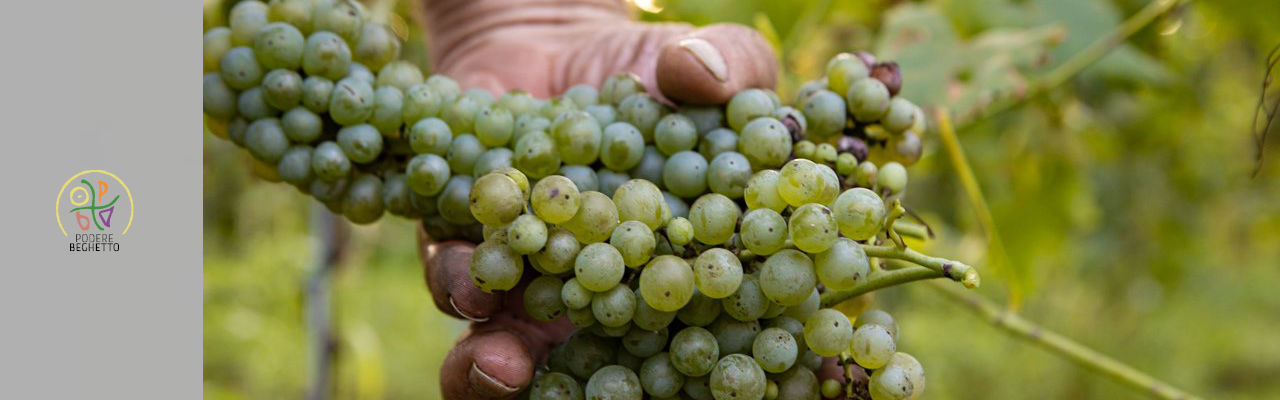 Cantina Podere Beghetto