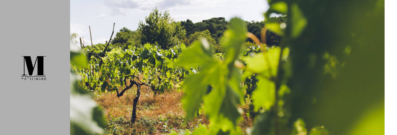 Matrignano Winery