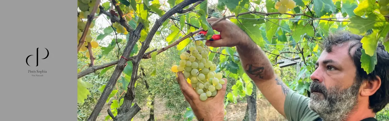 Pistis Sophia Winery