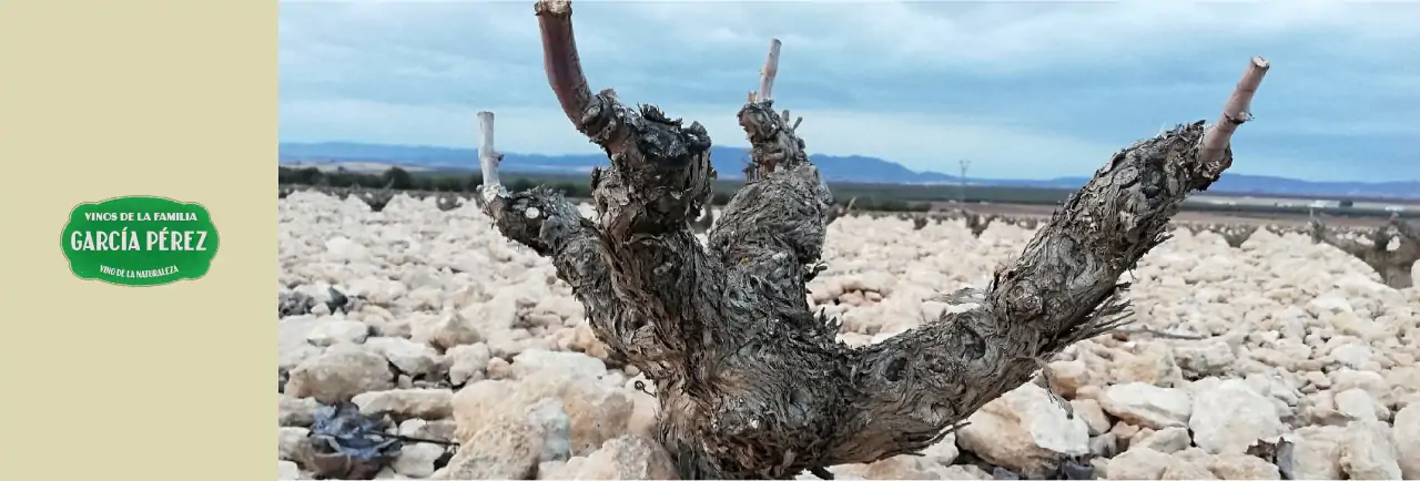 Cantina Garcia Pérez