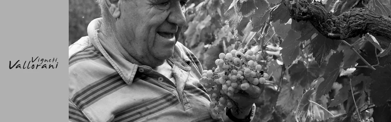 Vigneti Vallorani
