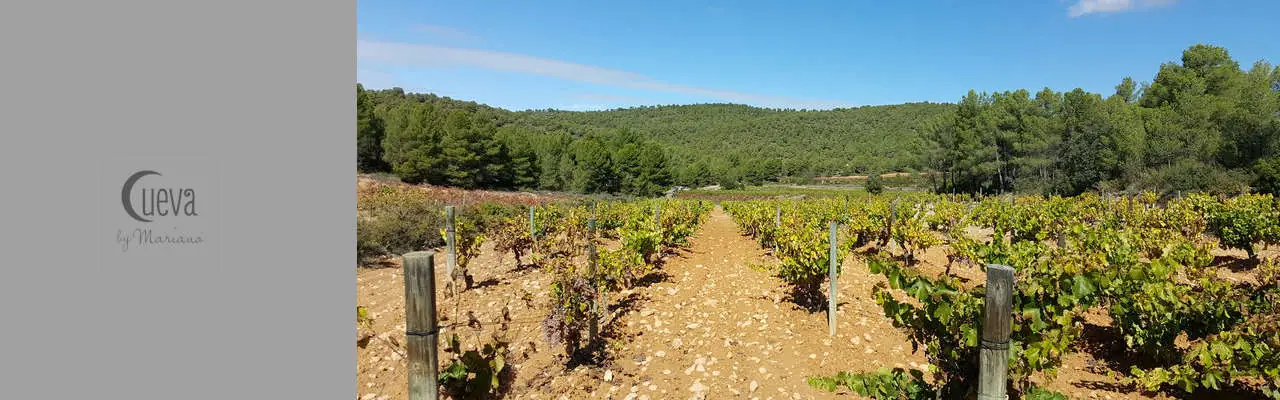 Bodega Cueva