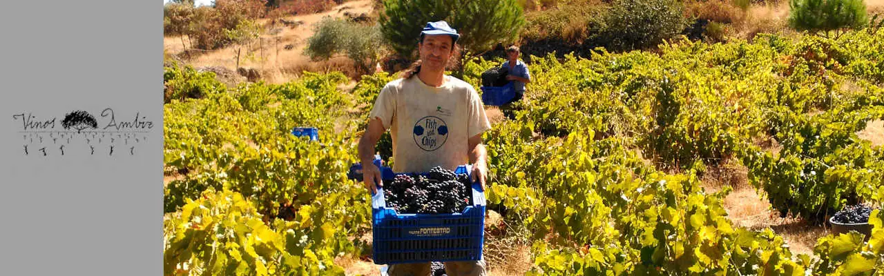 Cantina Vinos Ambiz