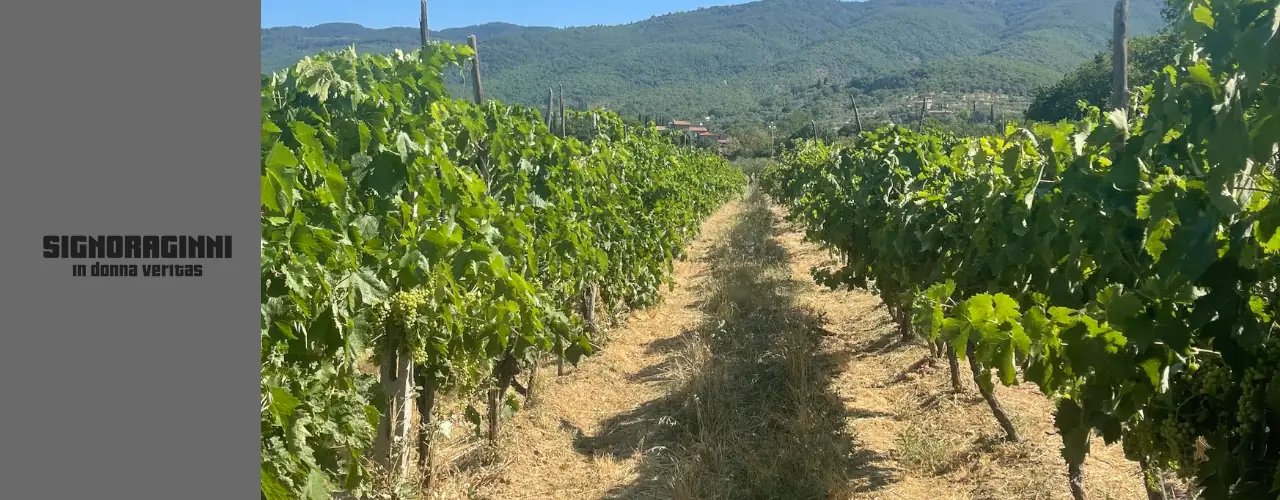 Cantina Signoraginni