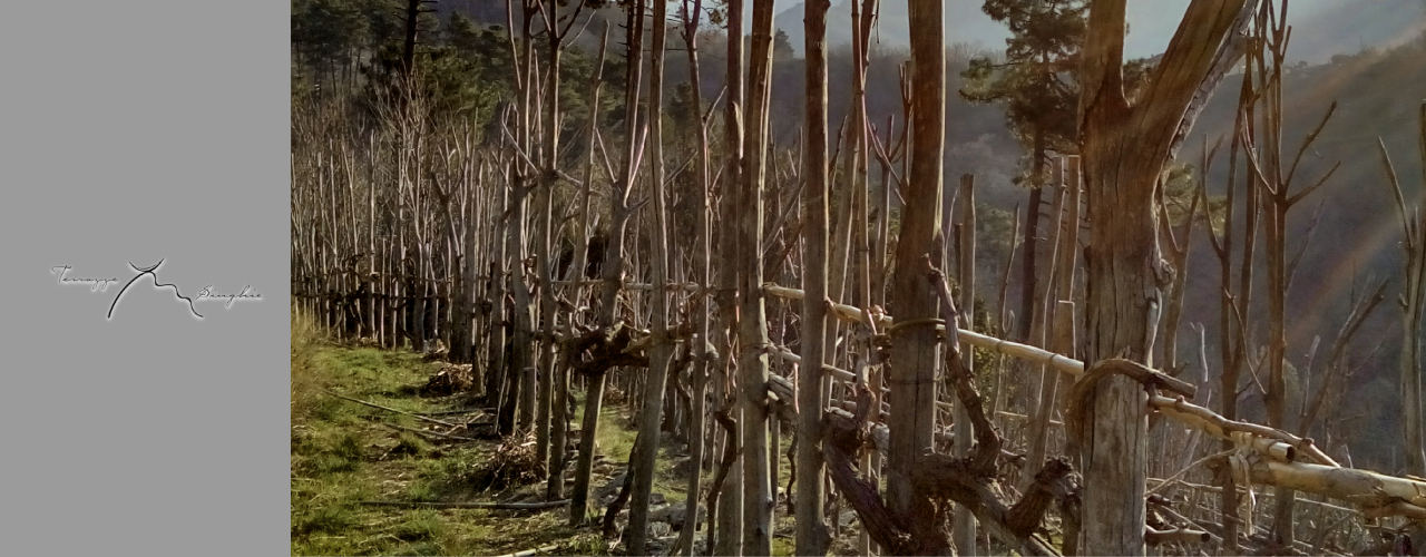 Terrazze Singhie Winery