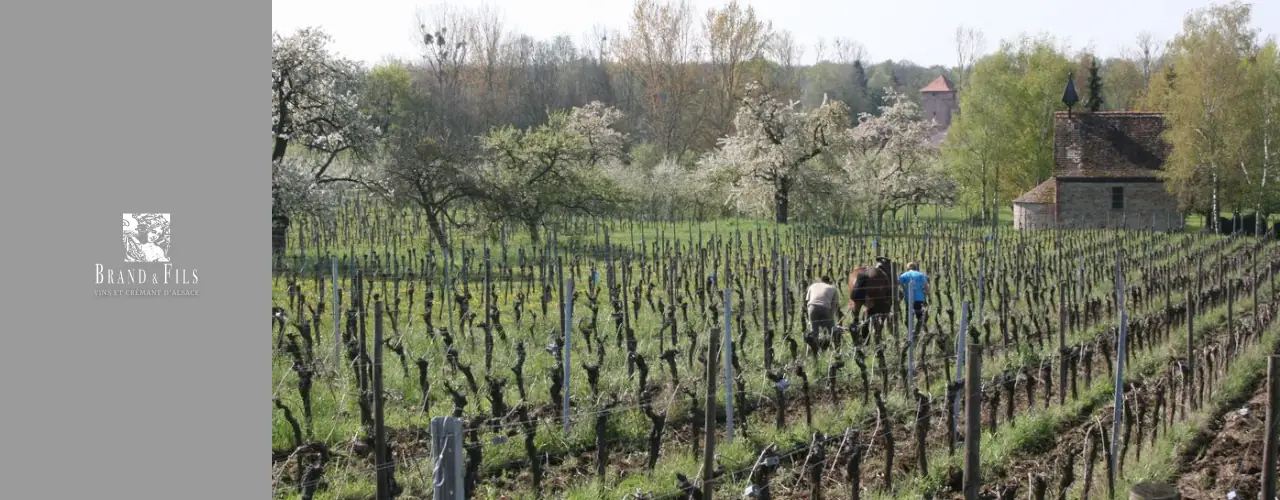 Brand et Fils Winery