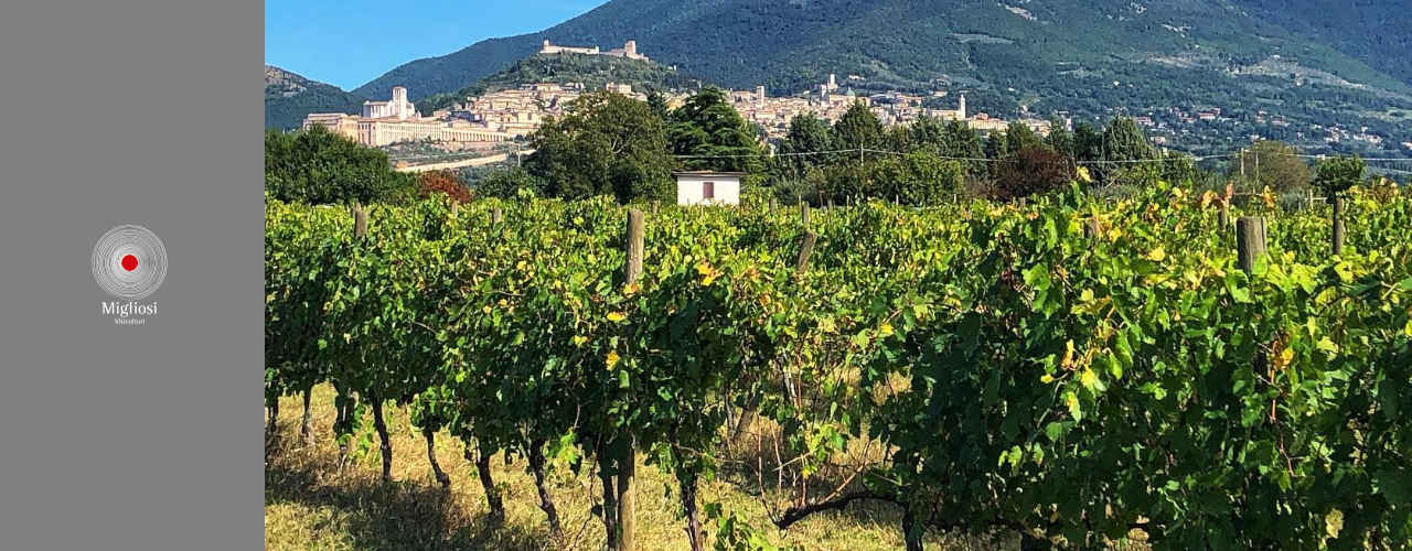 Migliosi Winery