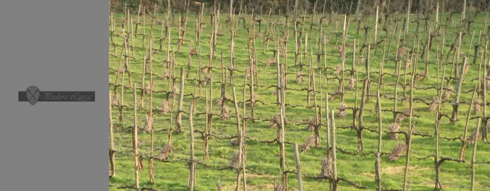 Cantina Podere Luisa