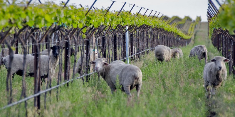 vino biodinamica