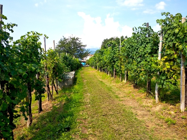 Ca’ dei Zago Winery