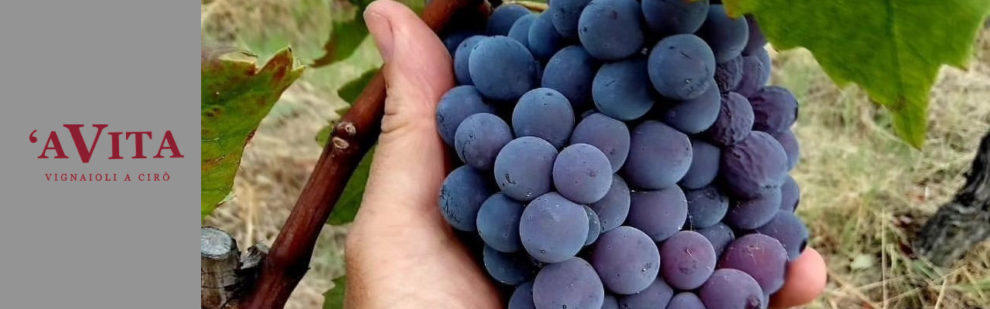 'A Vita Winery