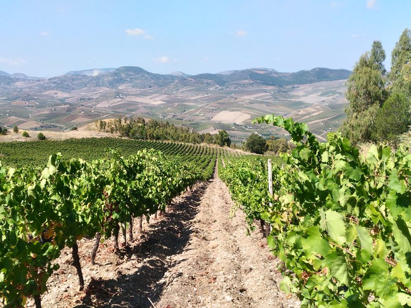 alessandro viola web 4 Alessandro Viola vignaiolo naturale Alcamo Sicilia