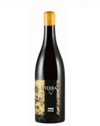 Mario Macciocca - Terra Bianco 2024